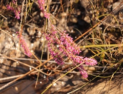 Erica intervallaris