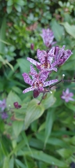 Tricyrtis