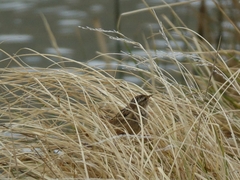 Cistothorus platensis