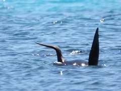 Arctocephalus forsteri
