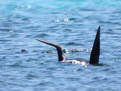 Arctocephalus forsteri