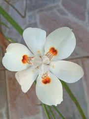 Dietes