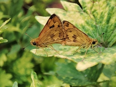 Taractrocera archias