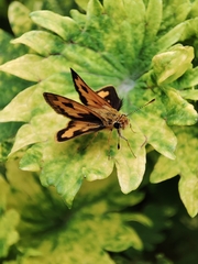 Taractrocera archias