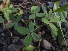 Arachis pintoi
