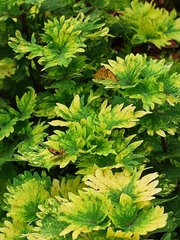 Taractrocera archias