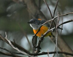 Dicaeum trigonostigma