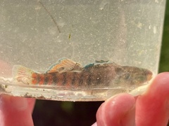 Etheostoma caeruleum