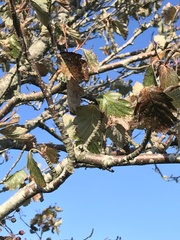Scandosorbus intermedia