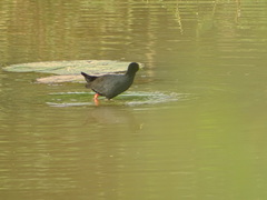 Zapornia flavirostra