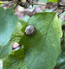 Hygromia cinctella