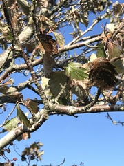 Scandosorbus intermedia
