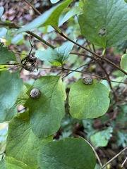 Hygromia cinctella