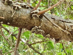 Schizophyllum commune