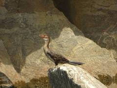 Microcarbo africanus