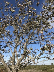 Scandosorbus intermedia