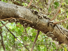 Schizophyllum commune