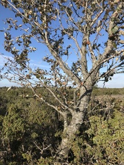 Scandosorbus intermedia