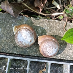 Camaena cicatricosa