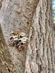 Schizophyllum commune