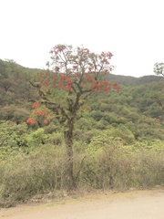Erythrina falcata