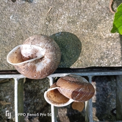 Camaena cicatricosa