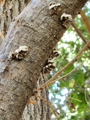 Schizophyllum commune