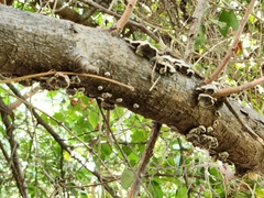 Schizophyllum commune