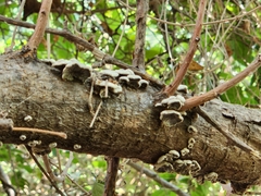 Schizophyllum commune