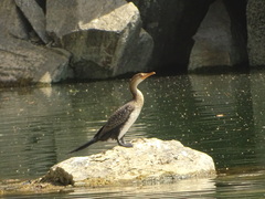 Microcarbo africanus