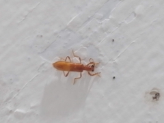 Notocymatodera dimidiata