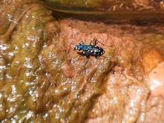Cicindelinae