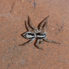 Plexippus paykulli