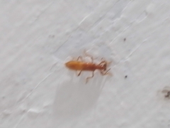 Notocymatodera dimidiata