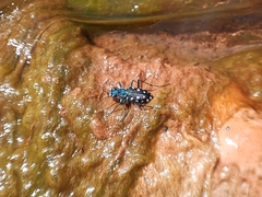 Cicindelinae