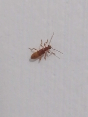 Notocymatodera dimidiata