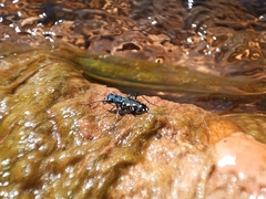 Cicindelinae