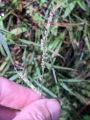 Urochloa mutica