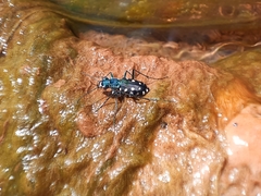 Cicindelinae