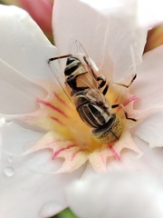 Eristalinus megacephalus