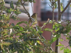 Phylloscopus collybita