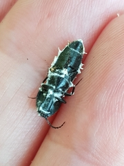 Beauveria bassiana