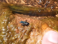 Cicindelinae