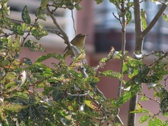 Phylloscopus collybita