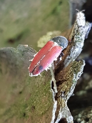 Beauveria bassiana