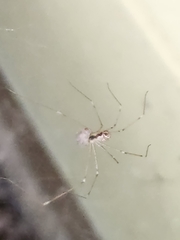 Pholcidae