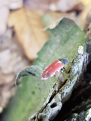 Beauveria bassiana