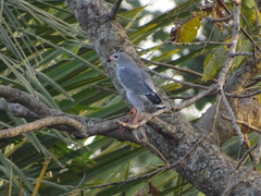 Kaupifalco monogrammicus