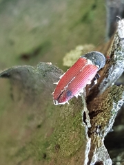 Beauveria bassiana