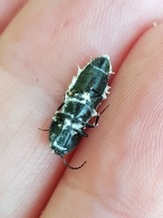 Beauveria bassiana